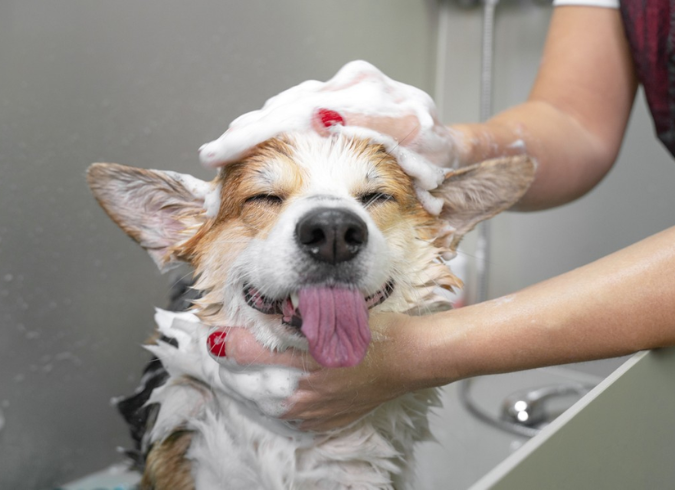 Prism - Cambridge, MA - Pet wash